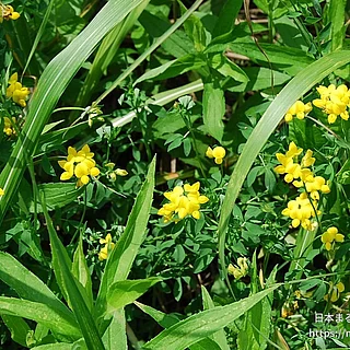セイヨウミヤコグサの写真