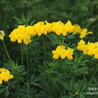 セイヨウミヤコグサの写真