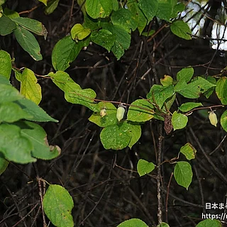 マタタビ（実・種子）の写真
