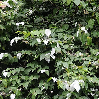 マタタビ（花）の写真