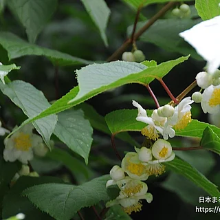 マタタビ（花）の写真