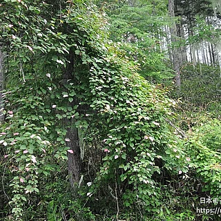 ミヤママタタビ（花）の写真