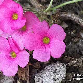 ハナカタバミの写真