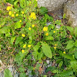 オニタビラコの写真