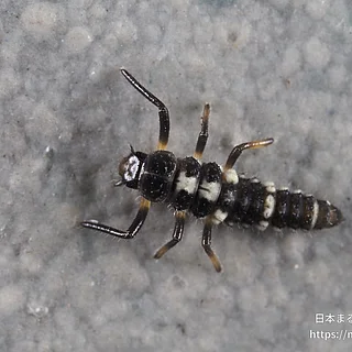 ヒメカメノコテントウの写真