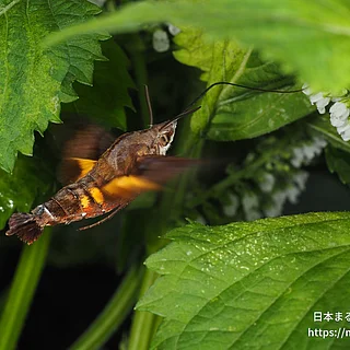 ホシホウジャクの写真