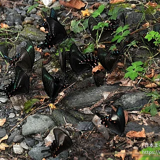 ミヤマカラスアゲハの写真