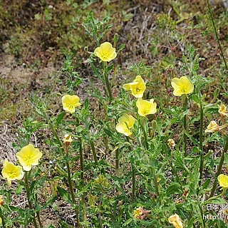 コマツヨイグサ（花）の写真