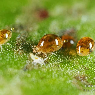アザミウマ目の写真
