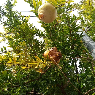 ザクロの写真