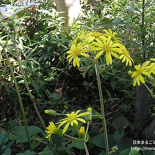 ツワブキの写真