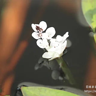 ケープヒルムシロ（花）の写真