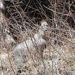 ニホンカモシカの写真
