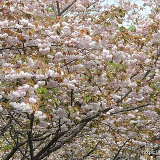 サトザクラの写真