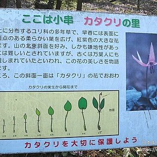 カタクリの写真