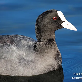 オオバンの写真