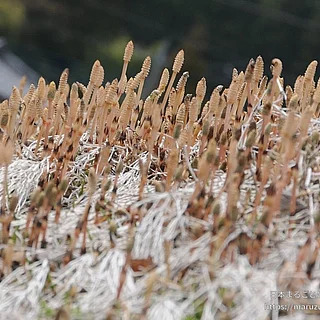 スギナ（花・実以外）の写真