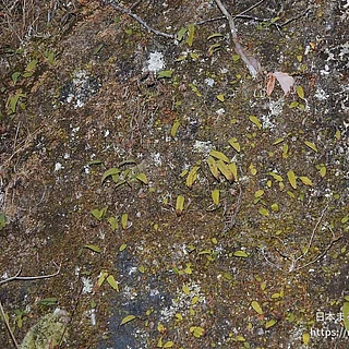 ミツデウラボシの写真