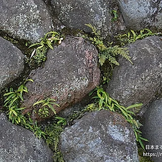 ノキシノブ（花・実以外）の写真