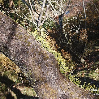 ヒメノキシノブの写真