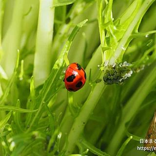 ナナホシテントウの写真