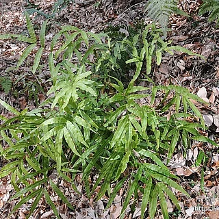 オオバノイノモトソウ（花・実以外）の写真