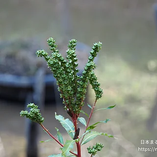タコノアシの写真