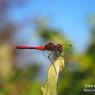ナツアカネ（成虫）の写真