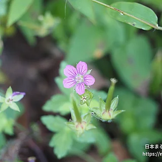 ゲンノショウコ（花）の写真
