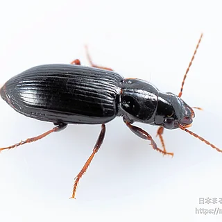 オオズヒメゴモクムシの写真