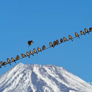 スズメの写真