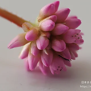 ヒメツルソバの写真