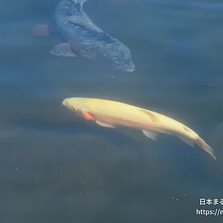 ニジマスの写真