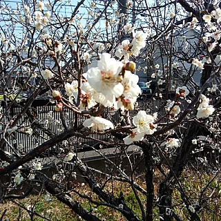 ウメ（花）の写真