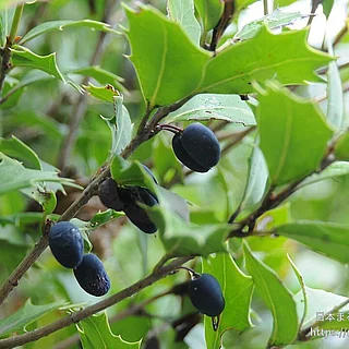 ヒイラギの写真