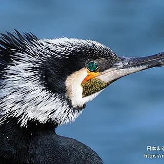 カワウの写真