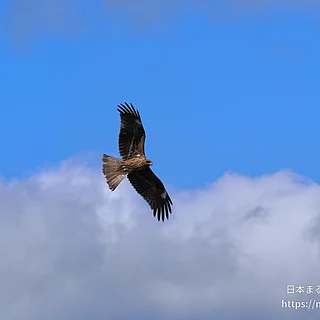 トビの写真