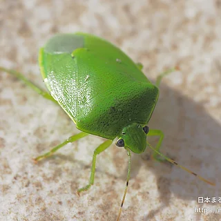ツヤアオカメムシ（成体）の写真