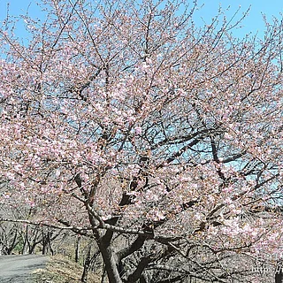 カワヅザクラの写真