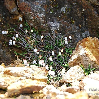 イワヒゲ（花）の写真