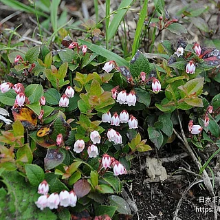 アカモノ（花）の写真