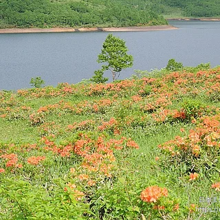レンゲツツジ（花）の写真