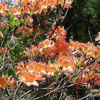 レンゲツツジ（花）の写真
