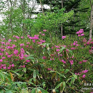ムラサキヤシオツツジの写真