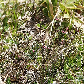 ヒメシャクナゲ（花）の写真