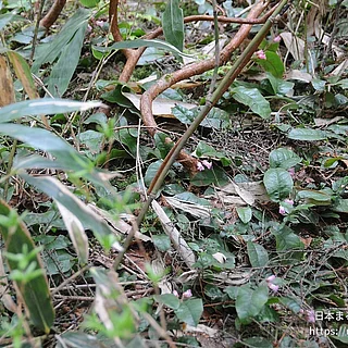 イワナシ（花）の写真