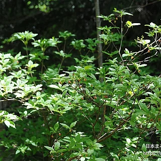 コヨウラクツツジの写真