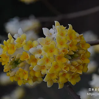 ミツマタ（花）の写真