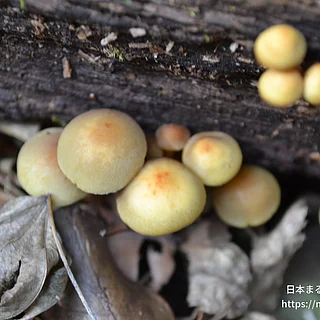 ニガクリタケ（花・実以外）の写真