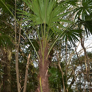 トウジュロ（花・実以外）の写真